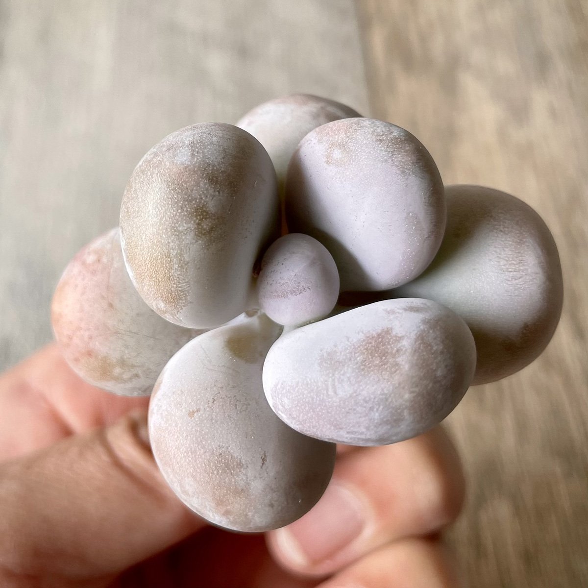 *新入荷* ムーンストーン(パキフィツム) Moonstone - 多肉植物の通販・販売サイト tawawa
