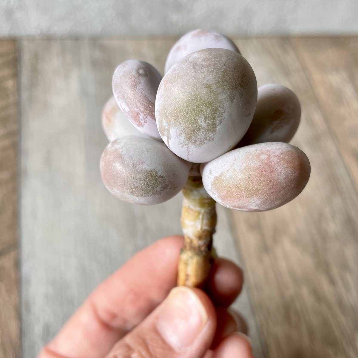 *新入荷* ムーンストーン(パキフィツム) Moonstone - 多肉植物の通販・販売サイト tawawa