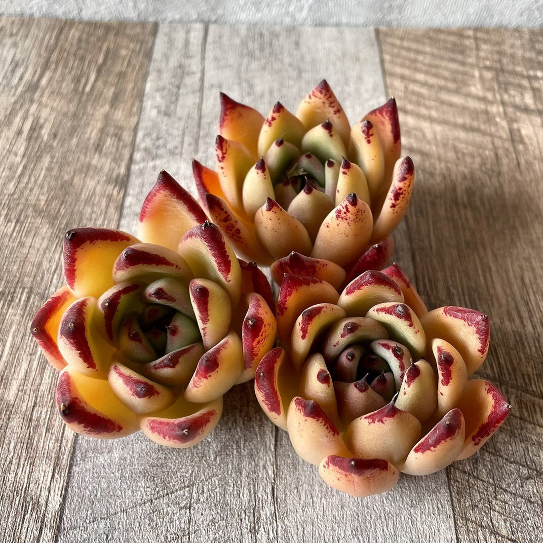 ⧫MS苗⧫ アガボイデス マリア - 多肉植物の通販・販売サイト tawawa