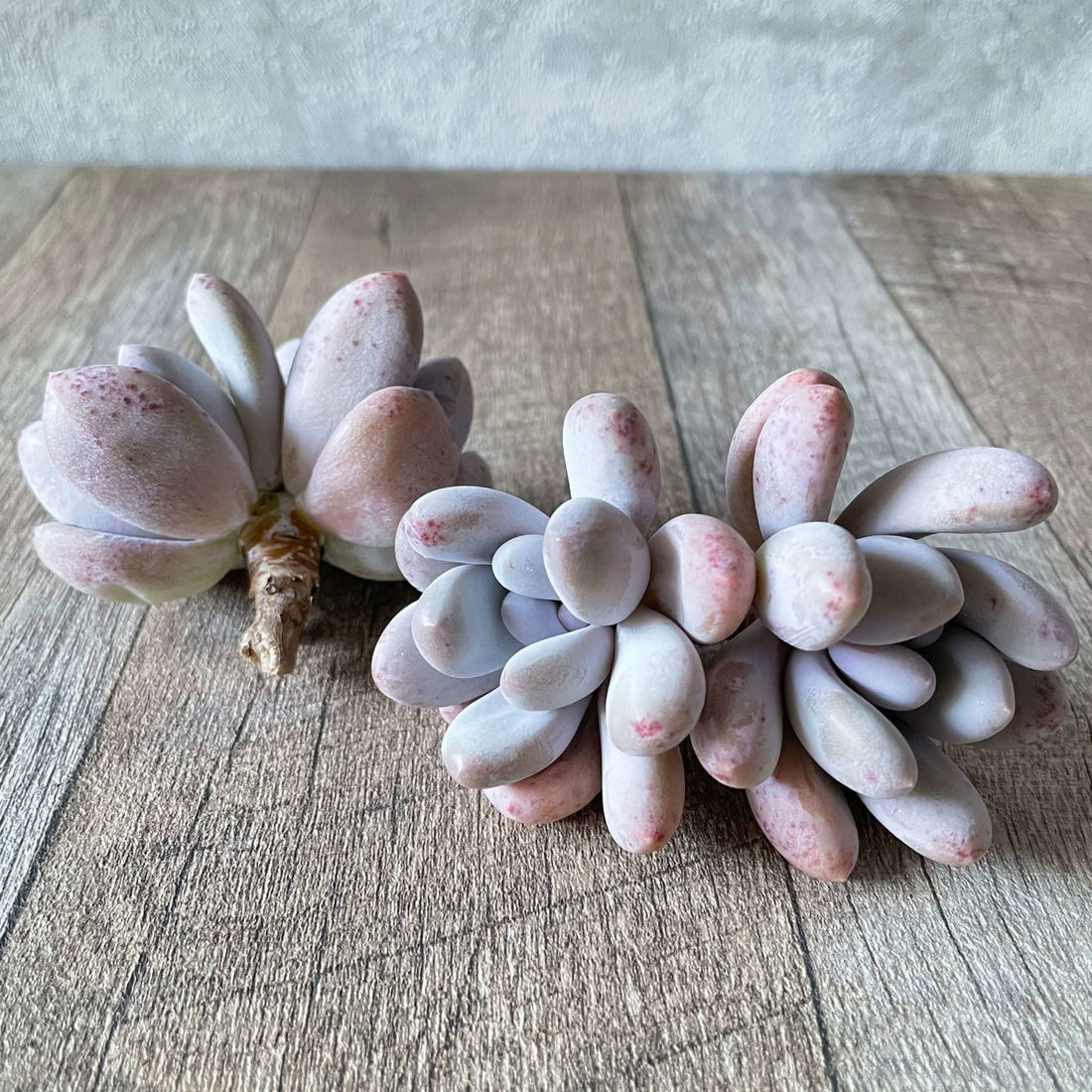 *新入荷 * ⧫MS苗⧫ フレーベル双頭 - 多肉植物の通販 tawawa