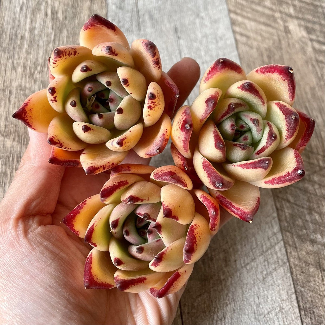 ⧫MS苗⧫ アガボイデス マリア - 多肉植物の通販・販売サイト tawawa