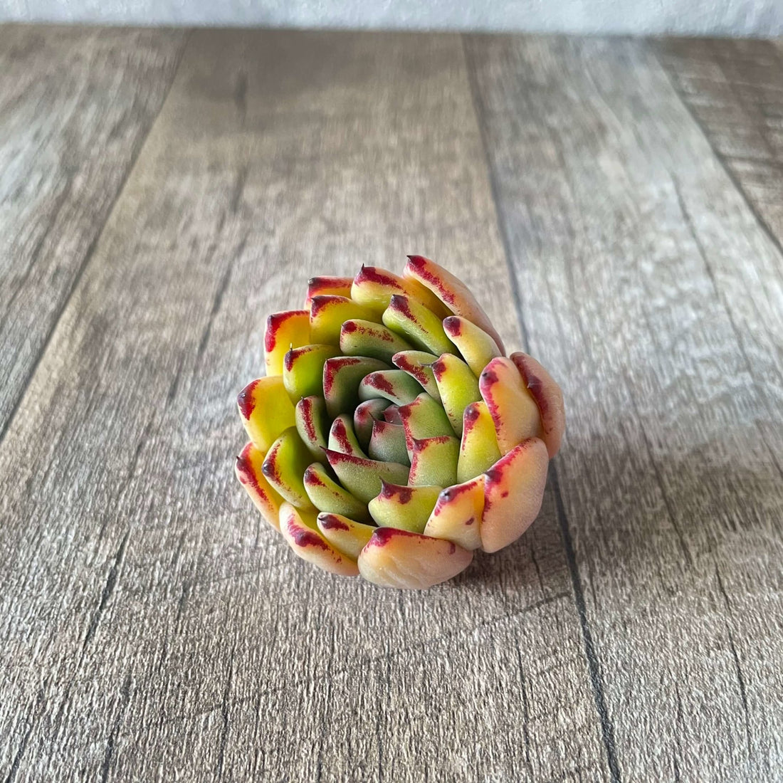 *新入荷 * ⧫MS苗⧫ アガボイデスhyb - 多肉植物の通販 tawawa