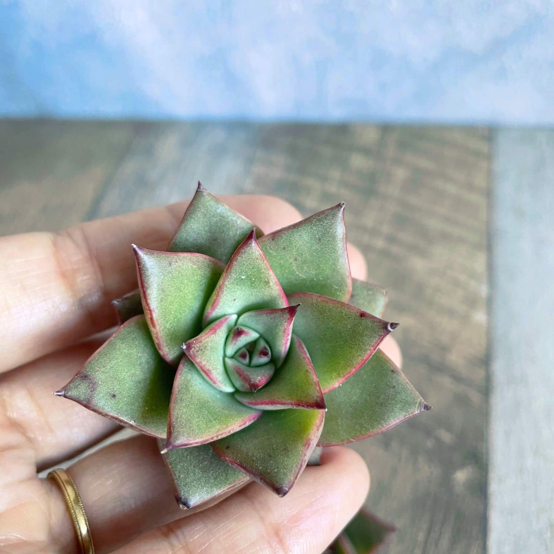 ⧫MS苗⧫ ジャ.ズー Ja.Zoo - 多肉植物の通販 tawawa