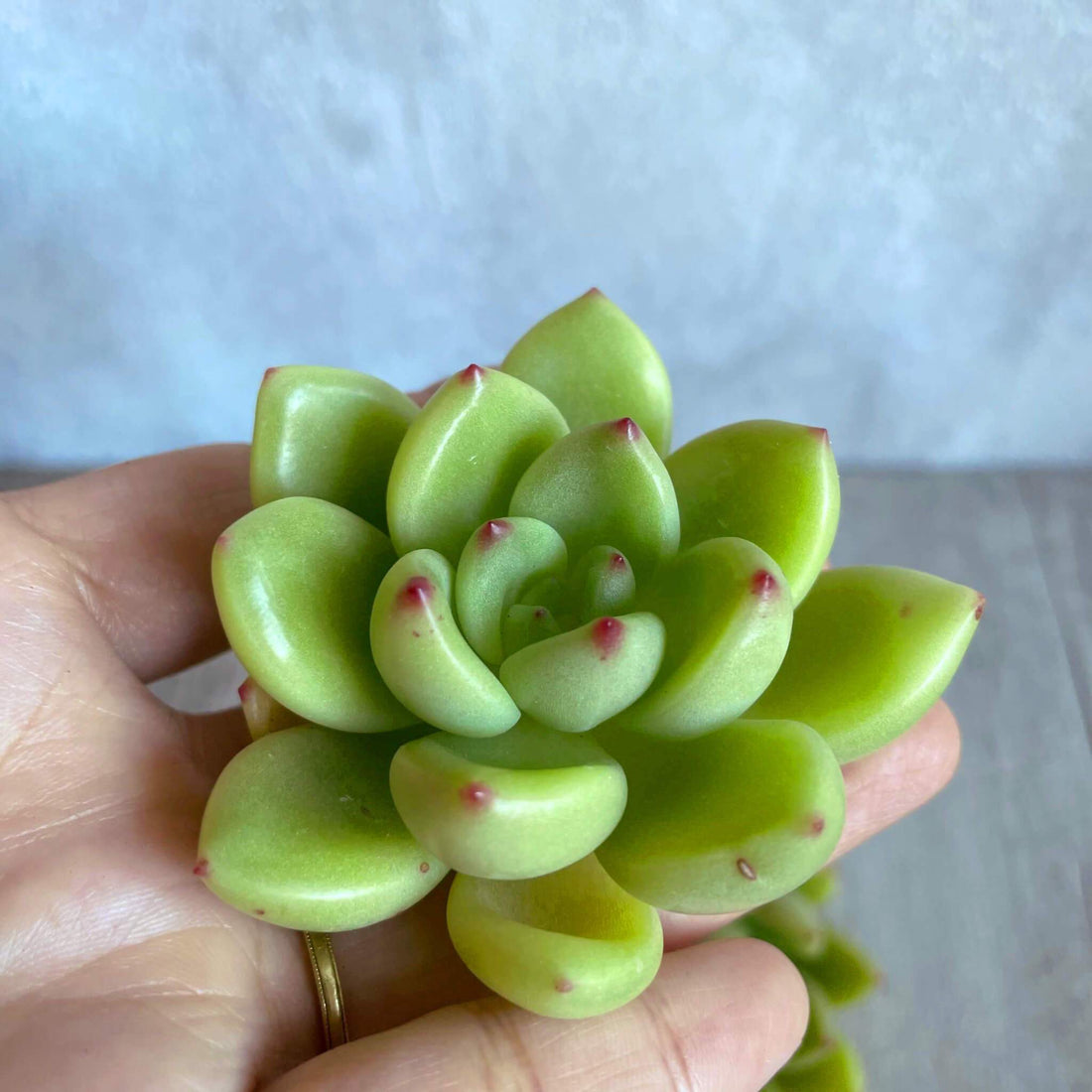 ⧫MS苗⧫ ココ.ロノ Koco.rono - 多肉植物の通販 tawawa