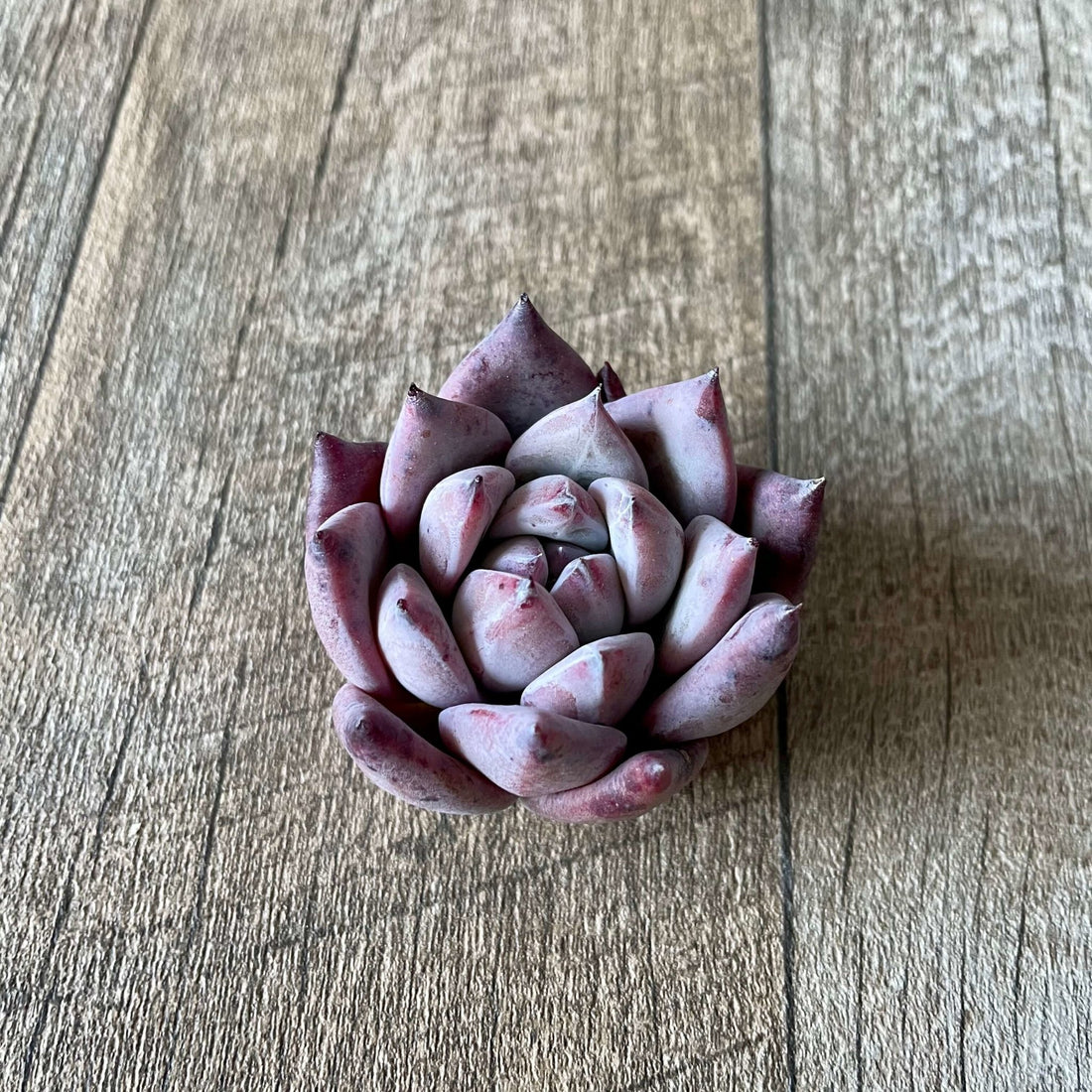 *新入荷 * ⧫MS苗⧫ ヤコル (野生コロラータ)L - 多肉植物の通販 tawawa