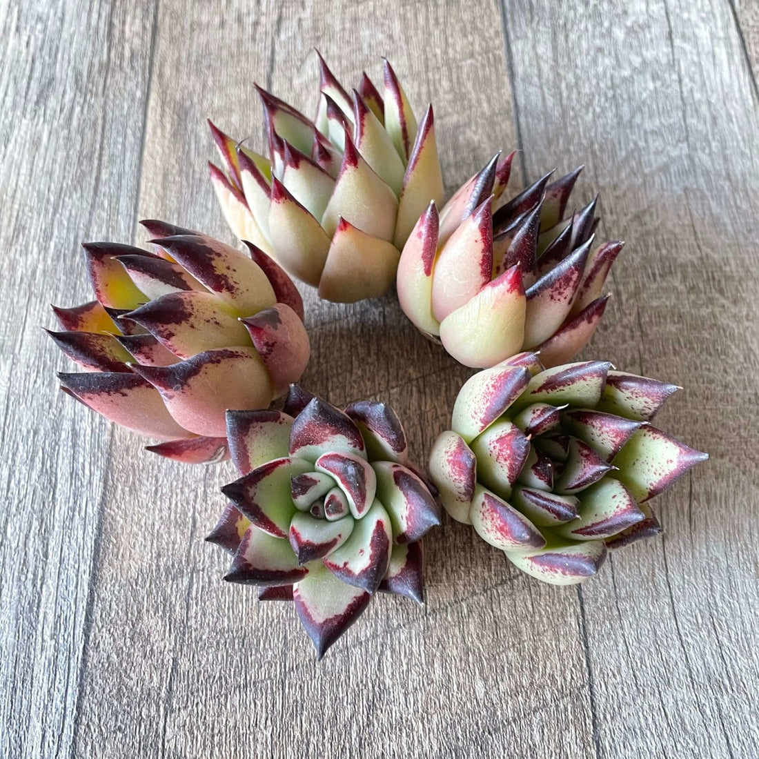 *新入荷 * ⧫MS苗⧫ 原種エボニー L - 多肉植物の通販 tawawa