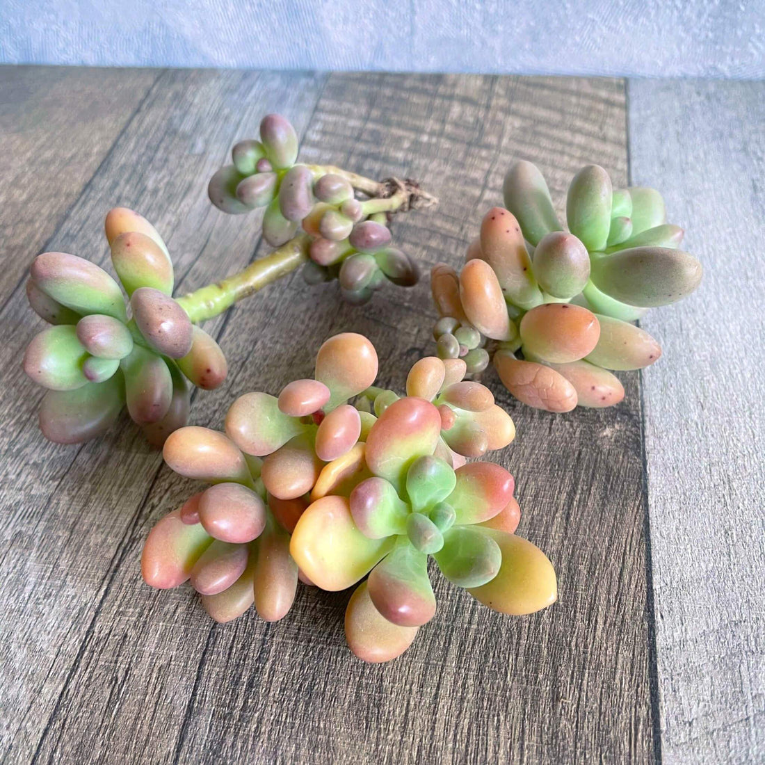 ⧫MS苗⧫ オレンジキャンディ Orange Candy - 多肉植物の通販 tawawa