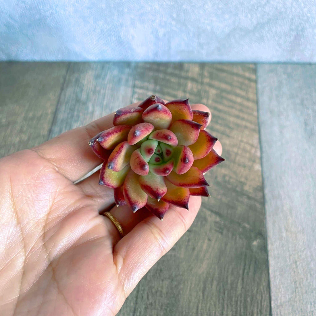 ⧫MS苗⧫ ペトロールズ Petrols - 多肉植物の通販 tawawa