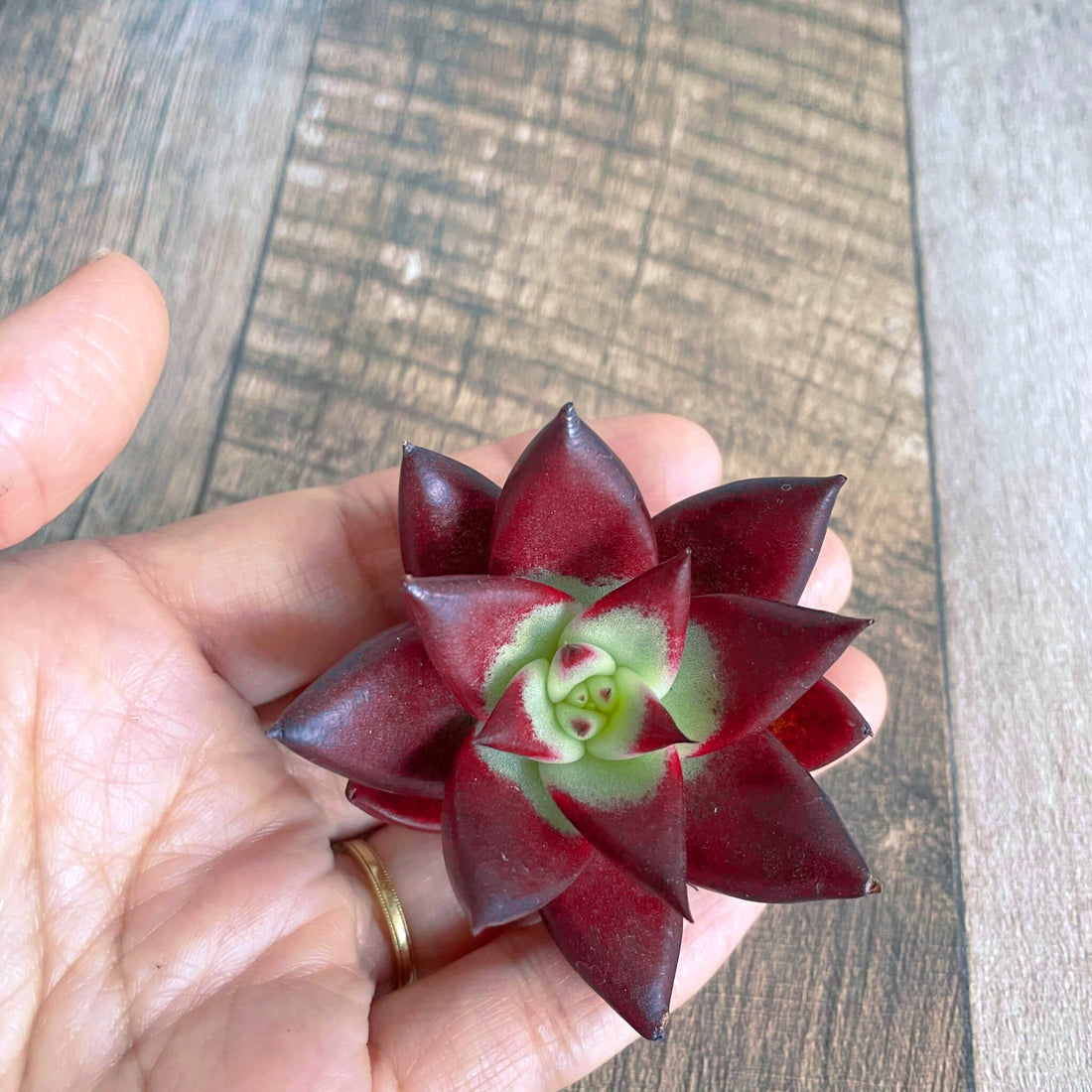 ⧫ MS ⧫ Rhapsody Rhapsody