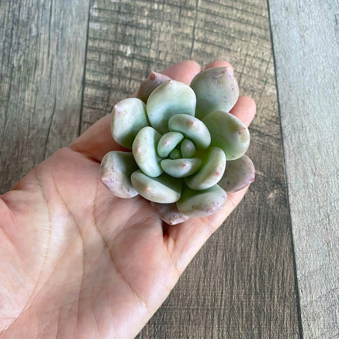 ⧫MS苗⧫ ソルティ Salty - 多肉植物の通販 tawawa