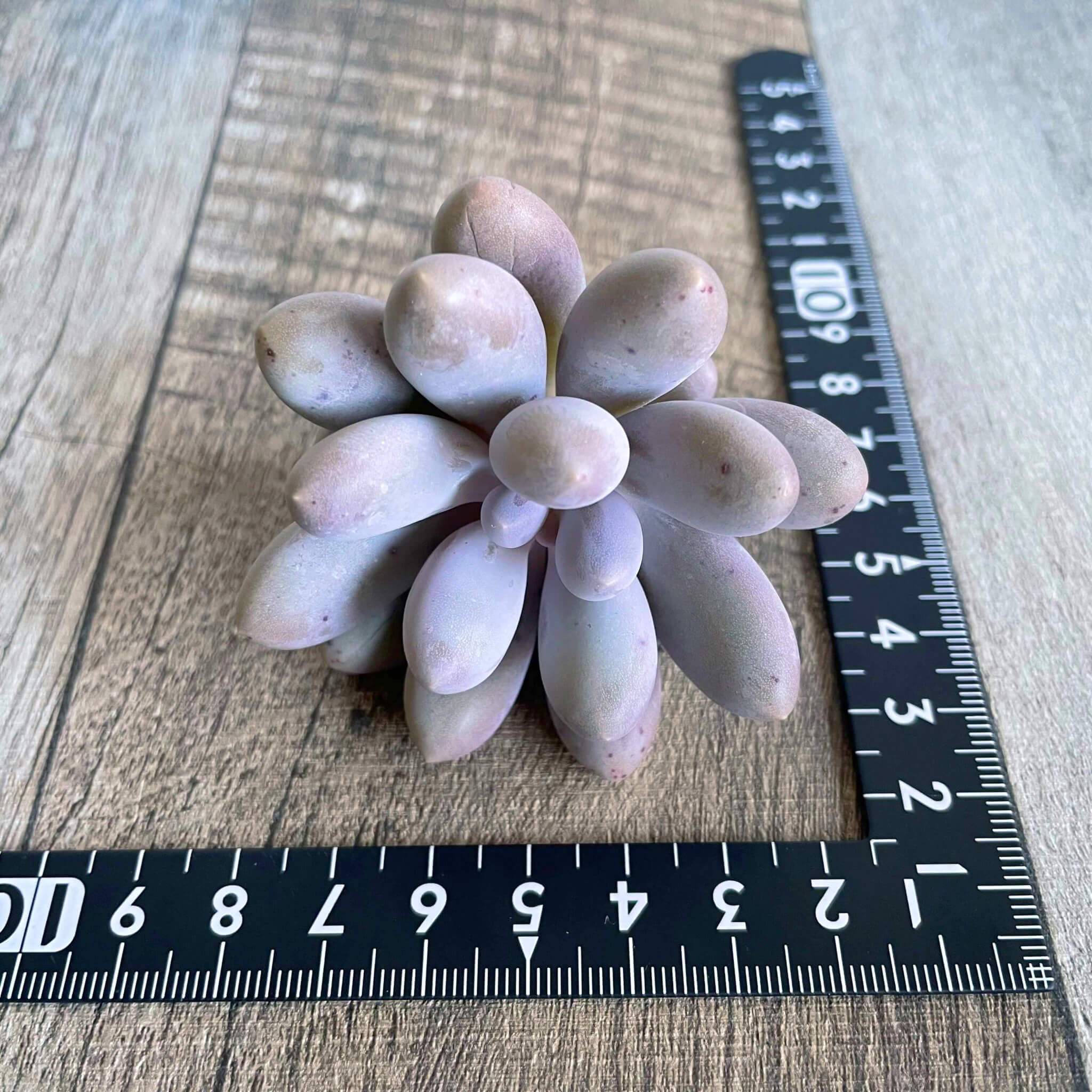 ⧫MS苗⧫ サン"サン"サン San"San"San - 多肉植物の通販 tawawa