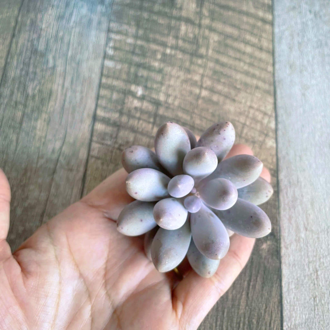 ⧫MS苗⧫ サン"サン"サン San"San"San - 多肉植物の通販 tawawa