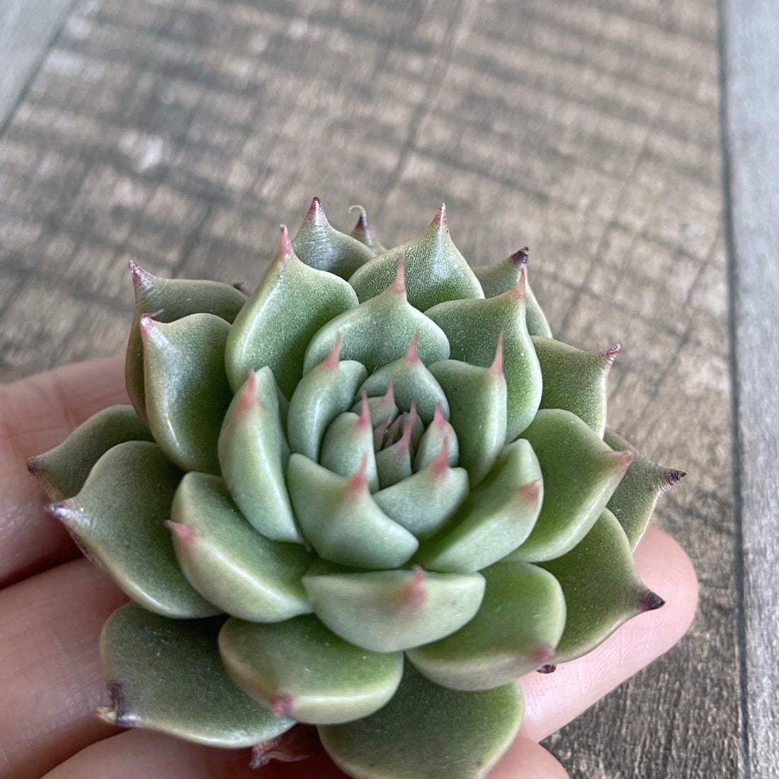 ⧫MS苗⧫ シルバーツリー Silver Tree - 多肉植物の通販 tawawa