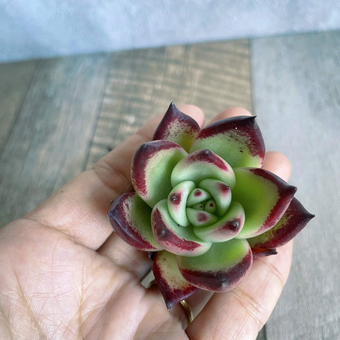 ⧫MS苗⧫ スローバラード Slow Ballade - 多肉植物の通販 tawawa