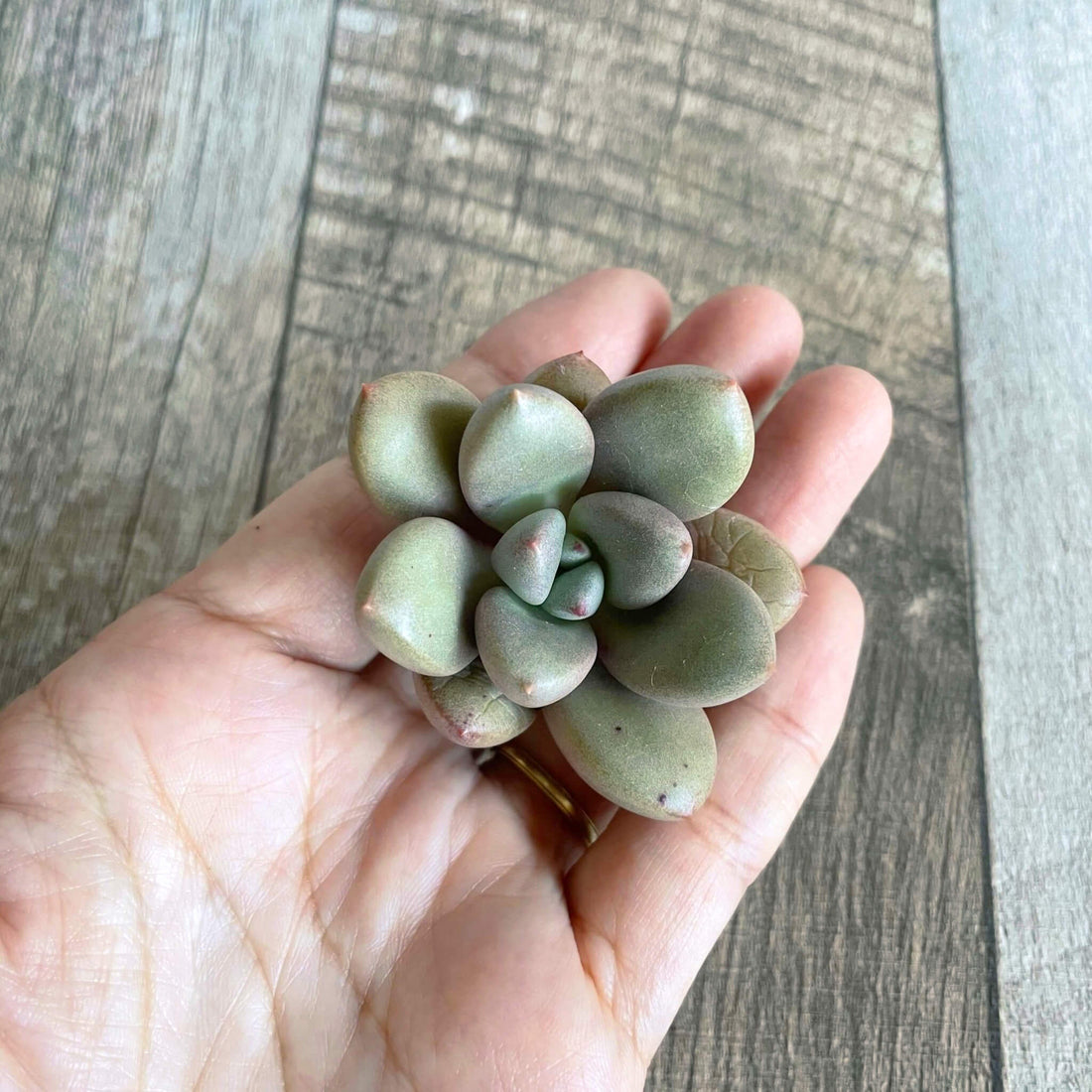 ⧫ MS seedling ⧫ Story One