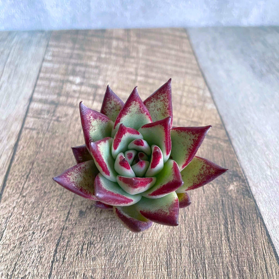 ⧫MS苗⧫ サンセットノート Sunset Notes - 多肉植物の通販 tawawa