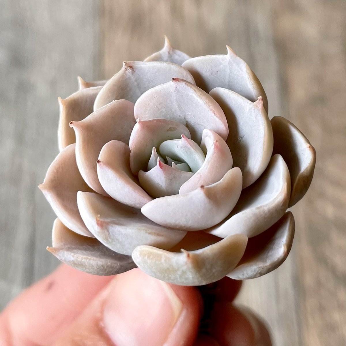 *新入荷*  ピーコッキーサブセシリス peacockii subsessilis - 多肉植物の通販 tawawa