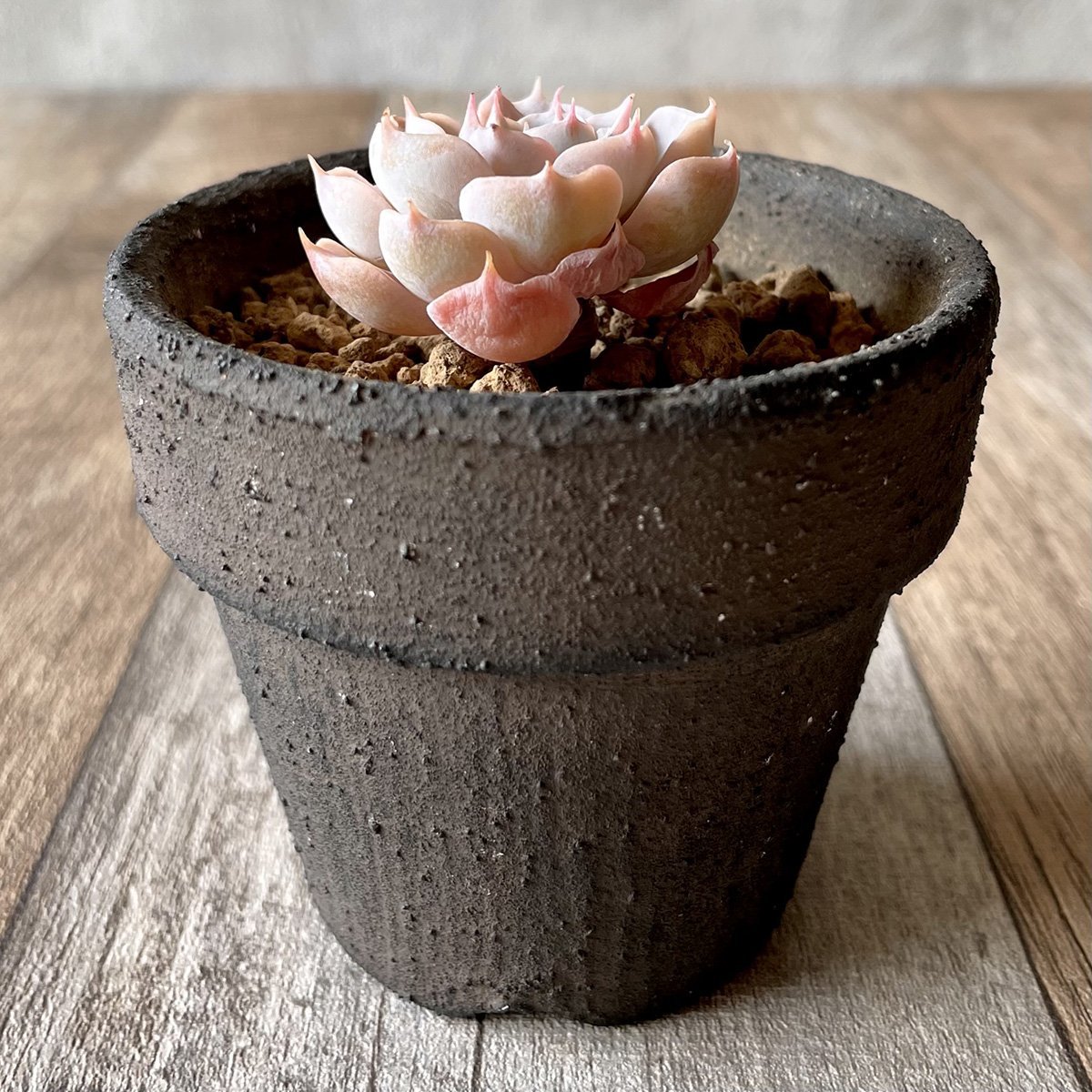 *新入荷*  ピーコッキーサブセシリス peacockii subsessilis - 多肉植物の通販 tawawa