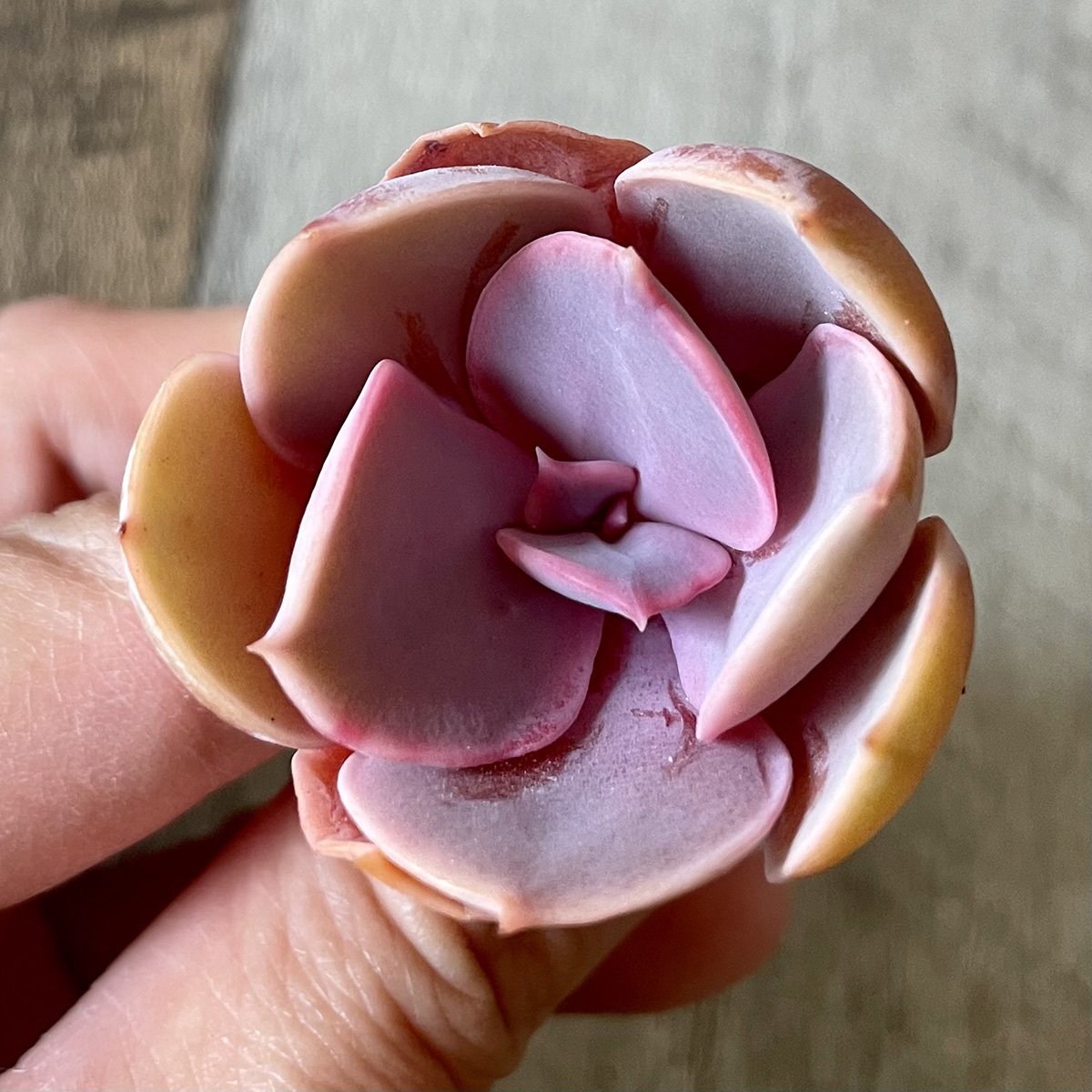 *新入荷*  パールフォンニュルンベルク  Perle Von Nurnberg - 多肉植物の通販 tawawa