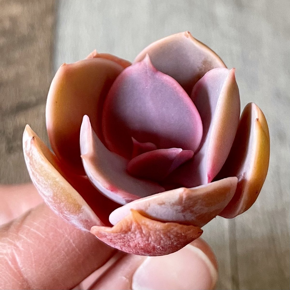 *新入荷*  パールフォンニュルンベルク  Perle Von Nurnberg - 多肉植物の通販 tawawa