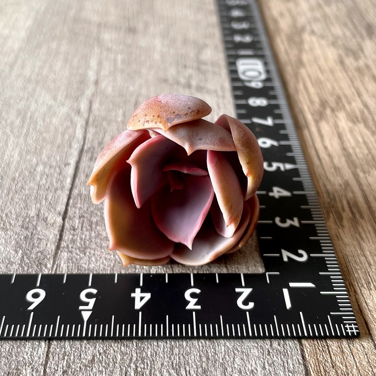 *新入荷*  パールフォンニュルンベルク  Perle Von Nurnberg - 多肉植物の通販 tawawa