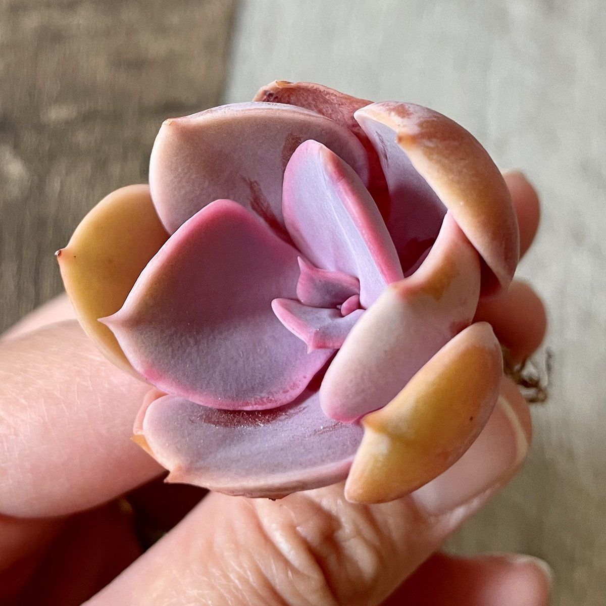 *新入荷*  パールフォンニュルンベルク  Perle Von Nurnberg - 多肉植物の通販 tawawa