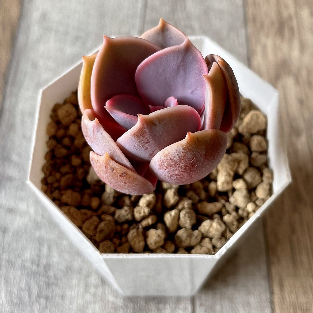 *新入荷*  パールフォンニュルンベルク  Perle Von Nurnberg - 多肉植物の通販 tawawa