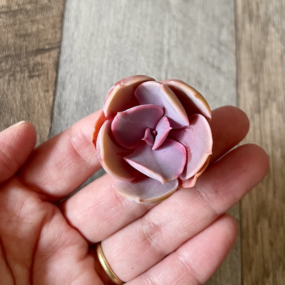 *新入荷*  パールフォンニュルンベルク  Perle Von Nurnberg - 多肉植物の通販 tawawa