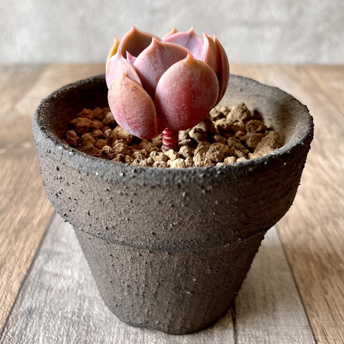 *新入荷*  パールフォンニュルンベルク  Perle Von Nurnberg - 多肉植物の通販 tawawa