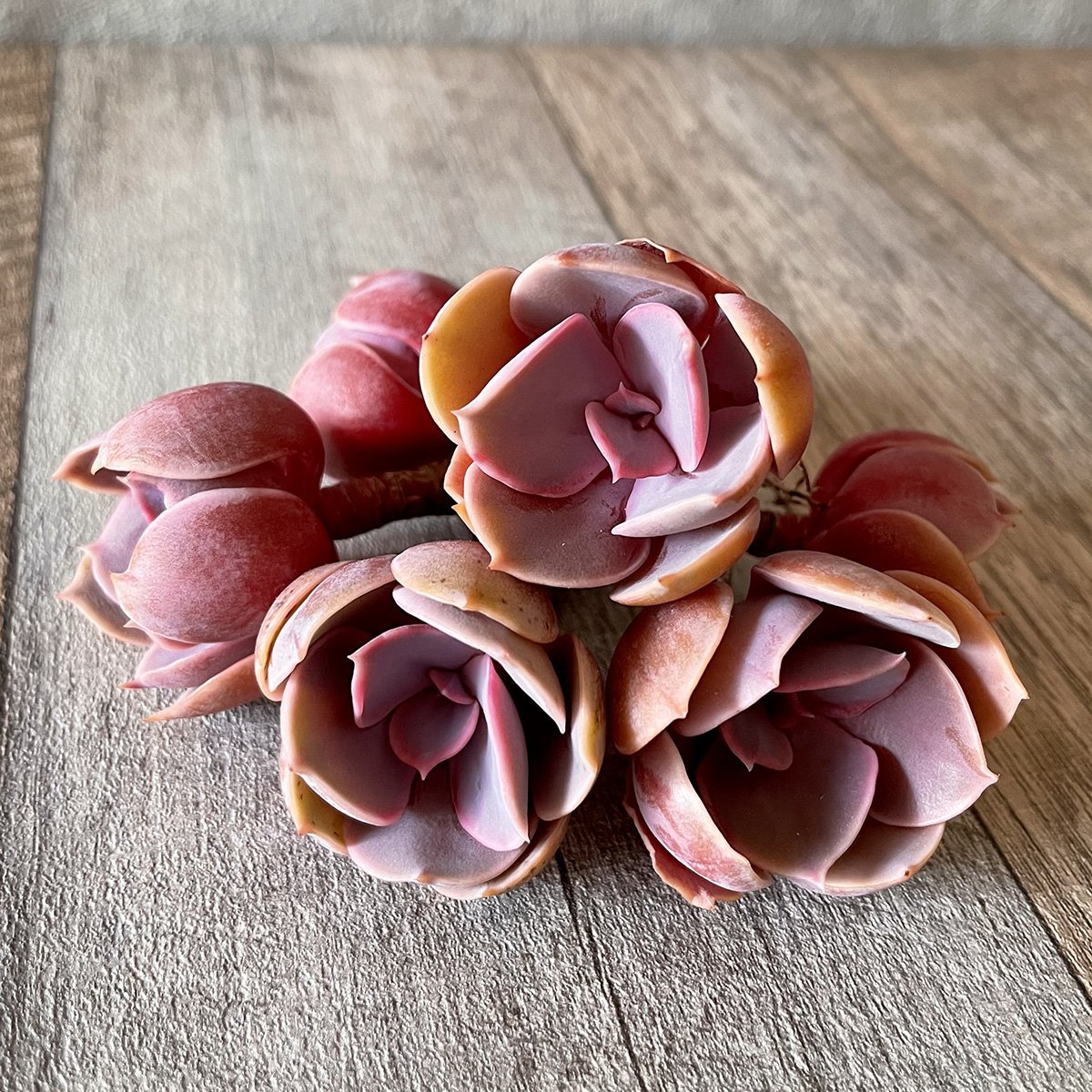 *新入荷*  パールフォンニュルンベルク  Perle Von Nurnberg - 多肉植物の通販 tawawa