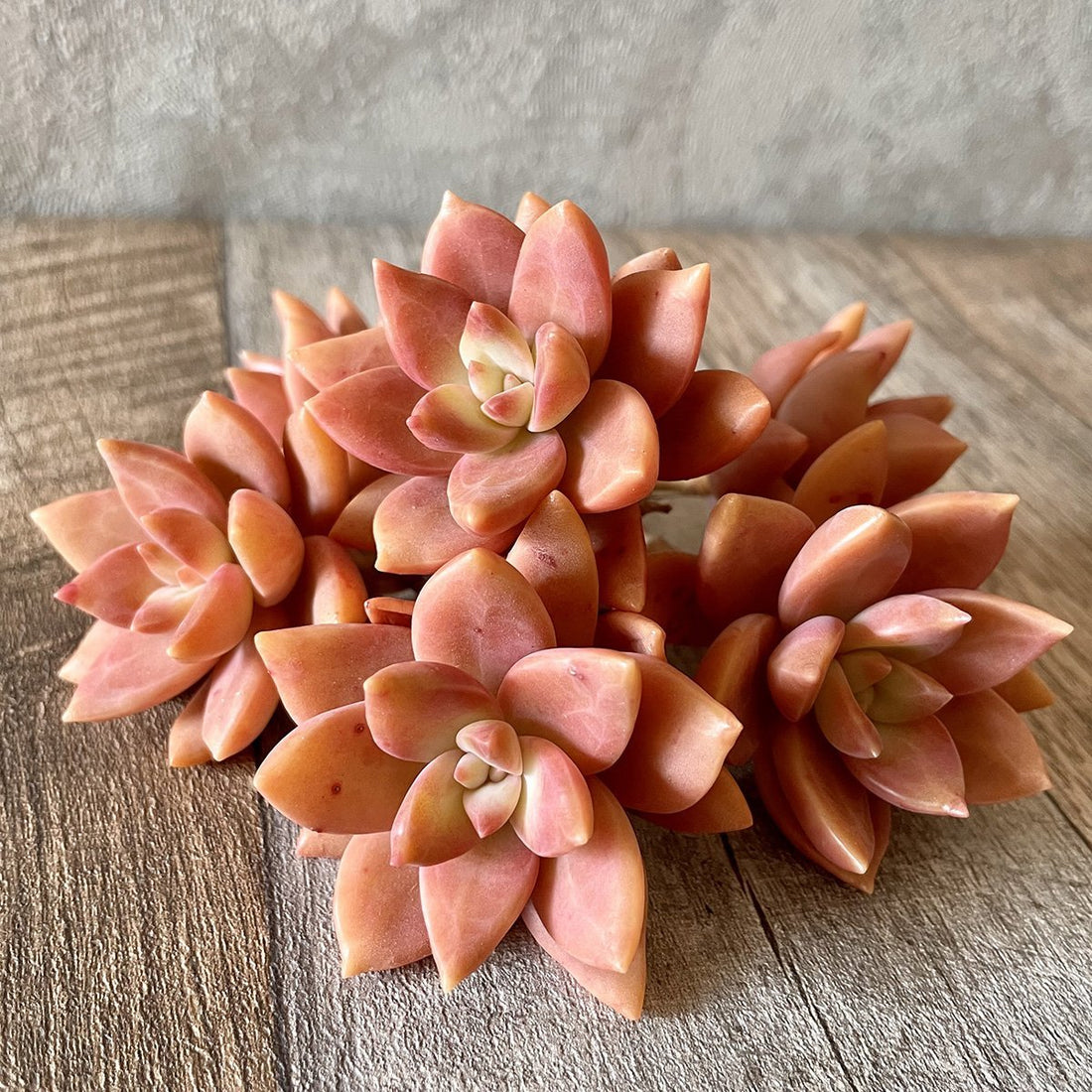 *新入荷*  ペトチュピンク Petchu Pink - 多肉植物の通販 tawawa