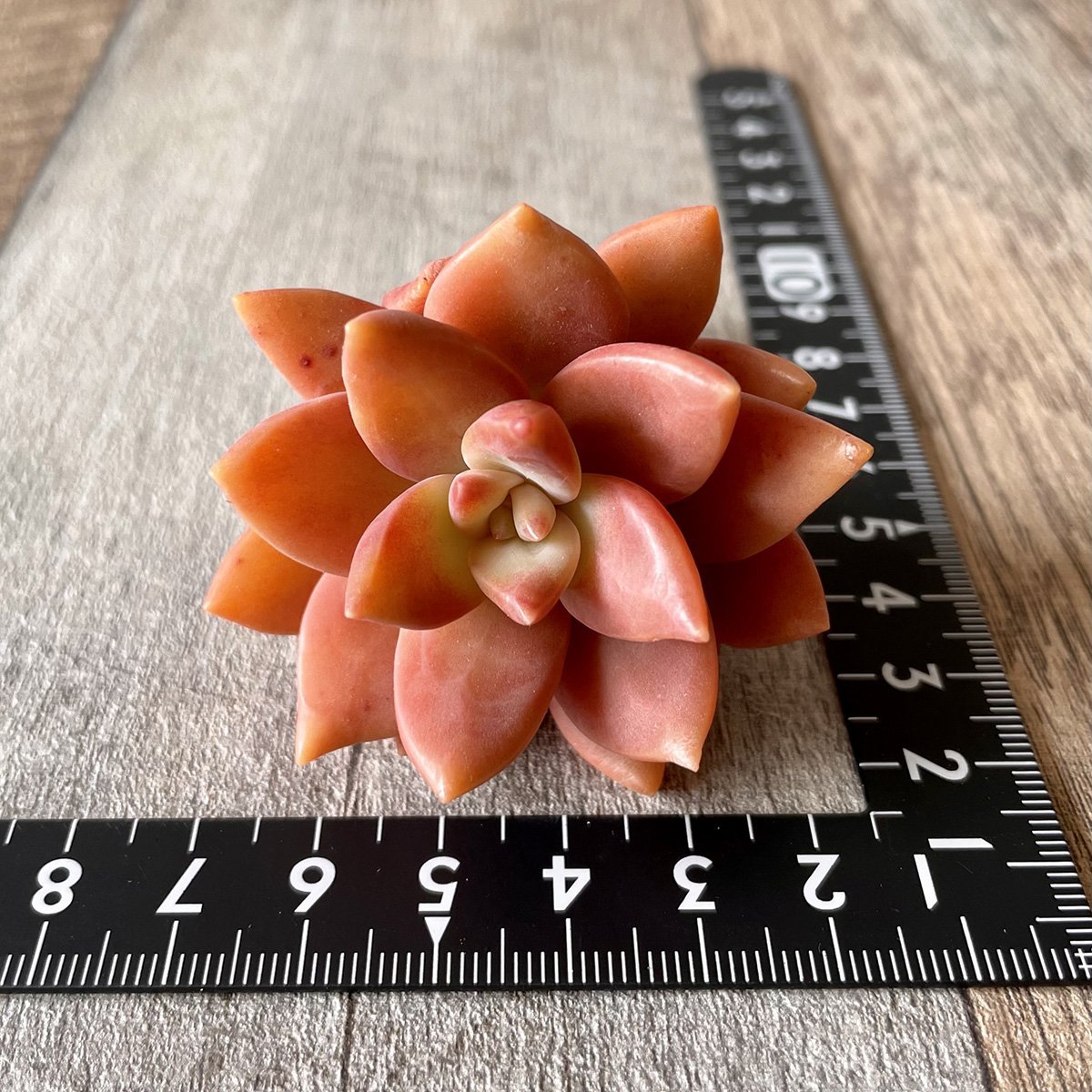 *新入荷*  ペトチュピンク Petchu Pink - 多肉植物の通販 tawawa