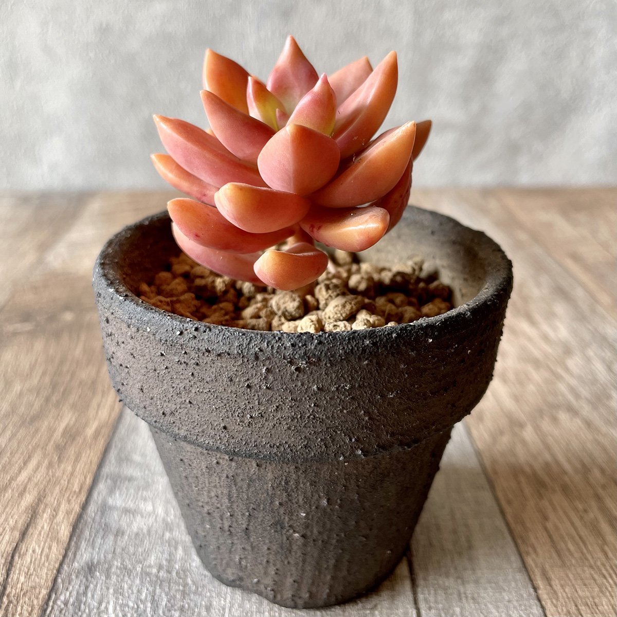 *新入荷*  ペトチュピンク Petchu Pink - 多肉植物の通販 tawawa