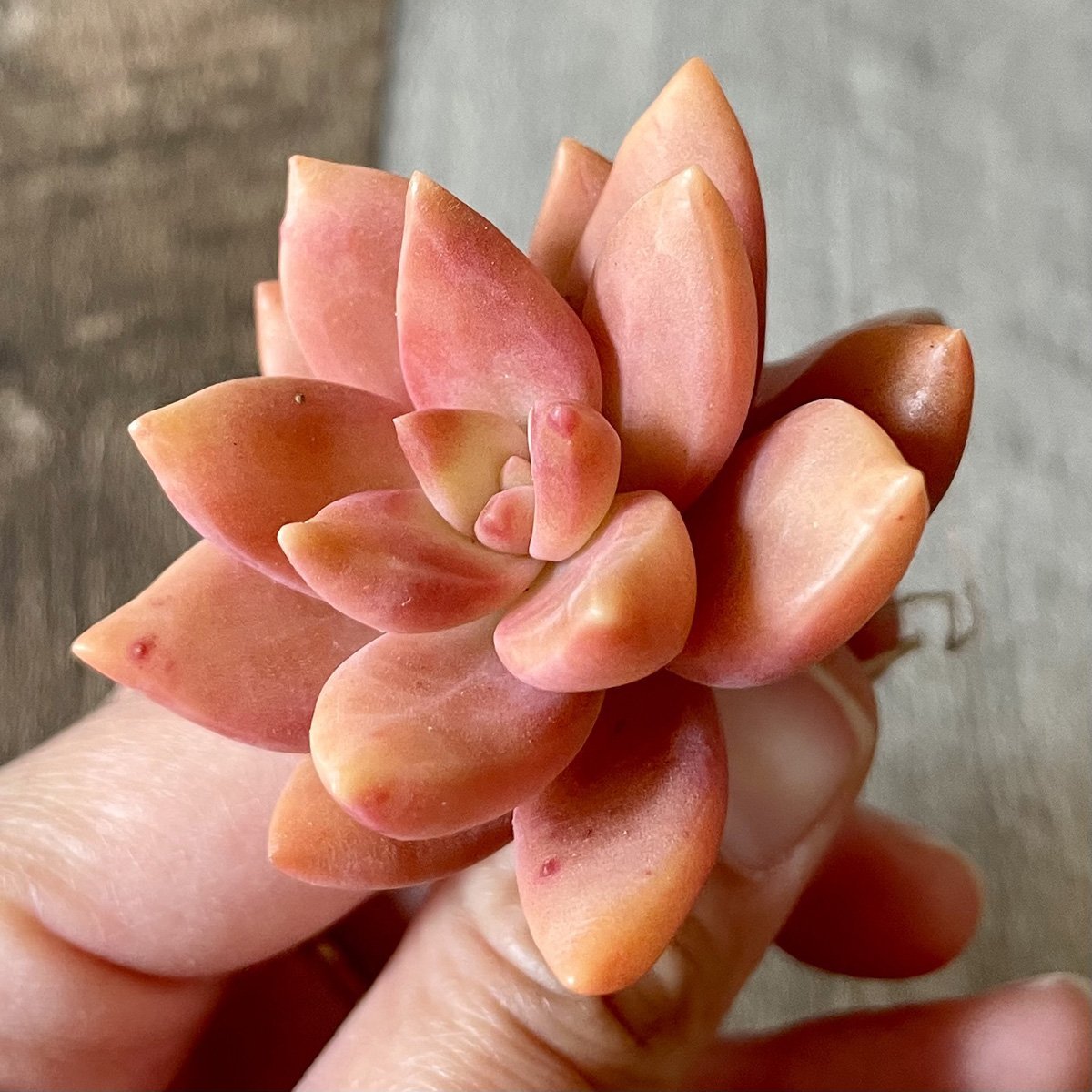 *新入荷*  ペトチュピンク Petchu Pink - 多肉植物の通販 tawawa