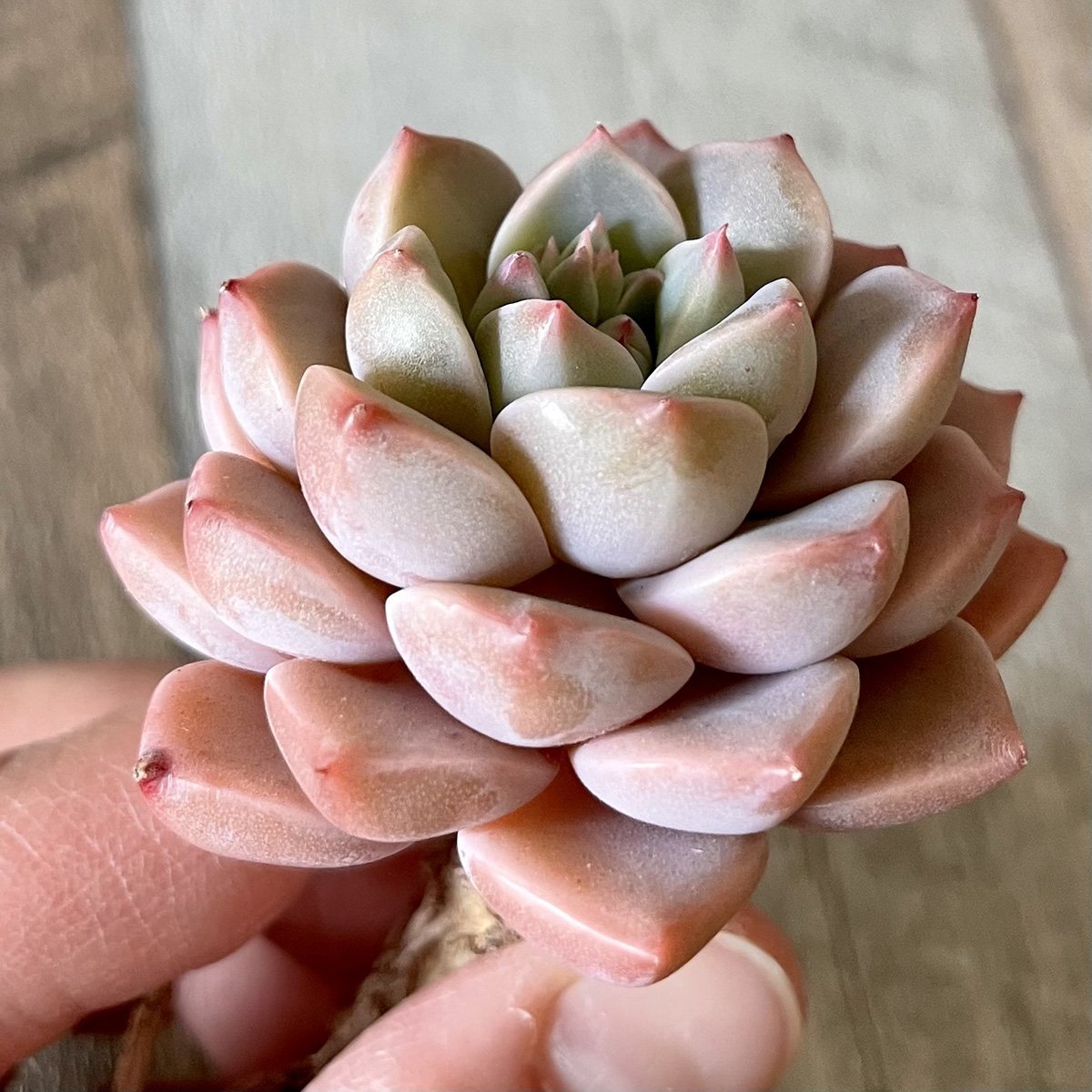 *新入荷* ピンクプリティ Pink Pretty - 多肉植物の通販 tawawa