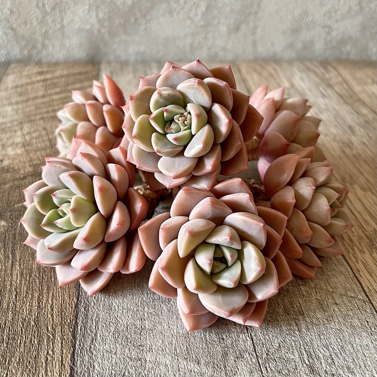 *新入荷* ピンクプリティ Pink Pretty - 多肉植物の通販 tawawa