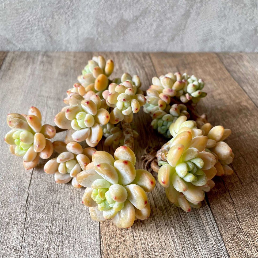 ピンクラウル Pink Raul - 多肉植物の通販 tawawa