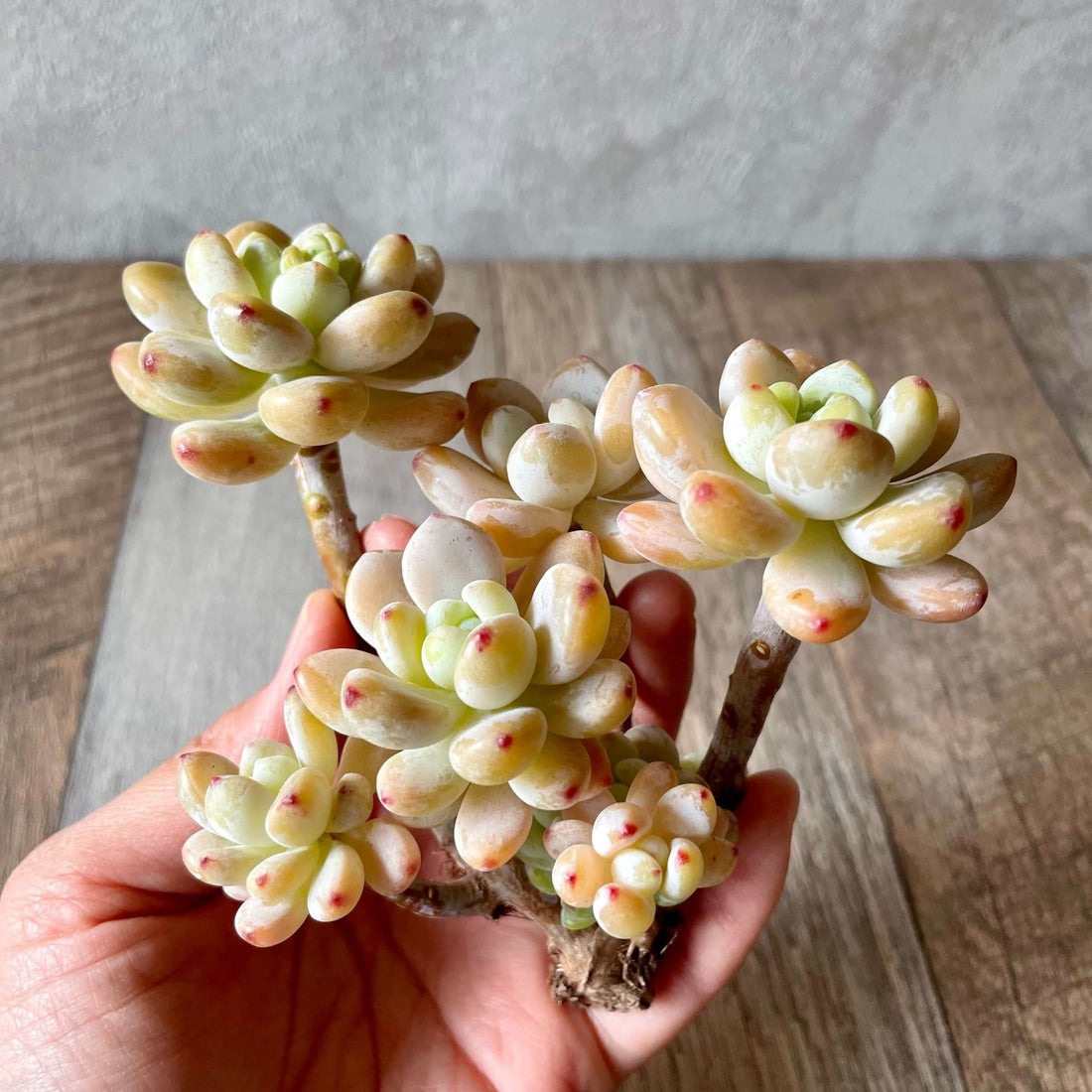 ピンクラウル Pink Raul - 多肉植物の通販 tawawa