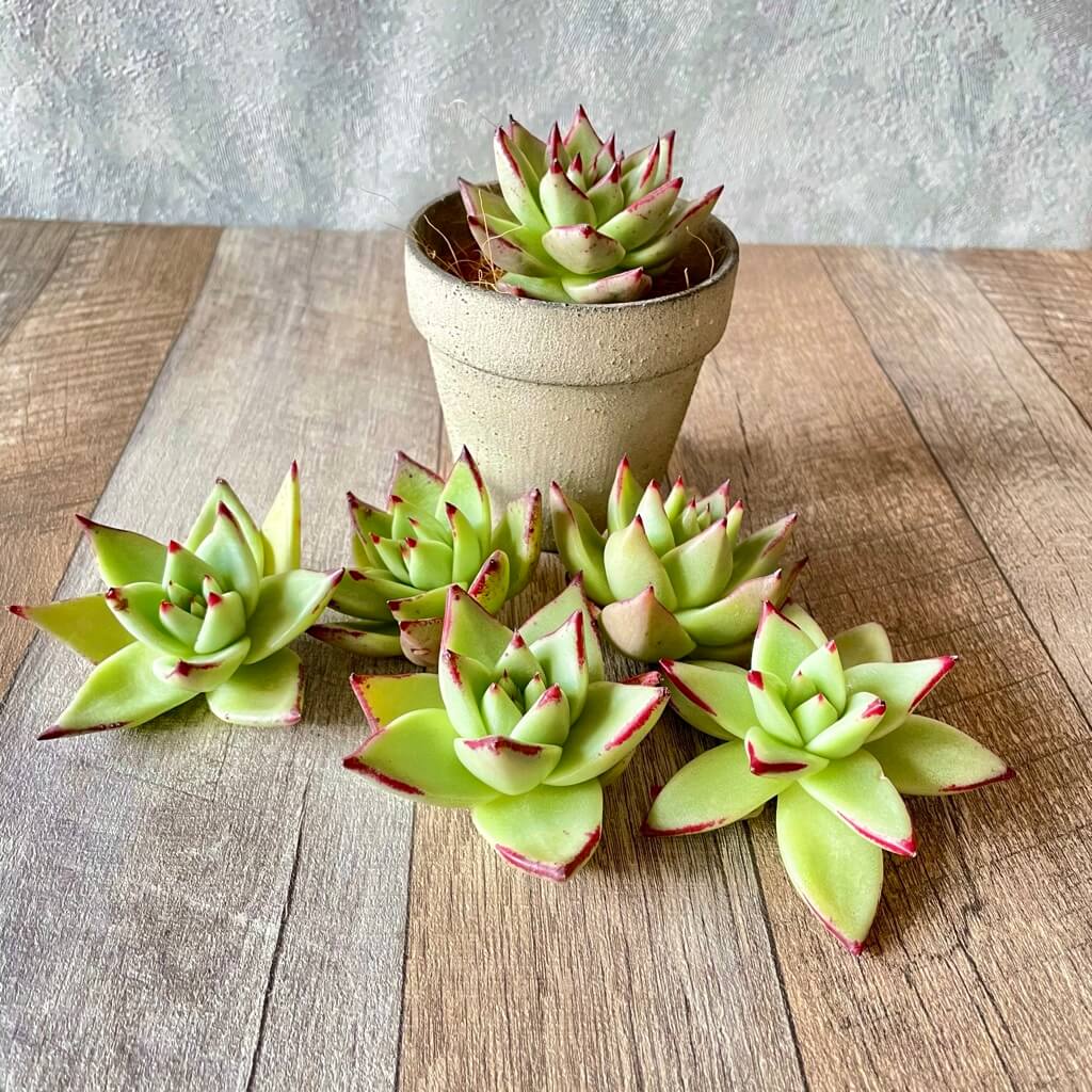 マリアプエブラ(大苗) - 多肉植物の通販 tawawa