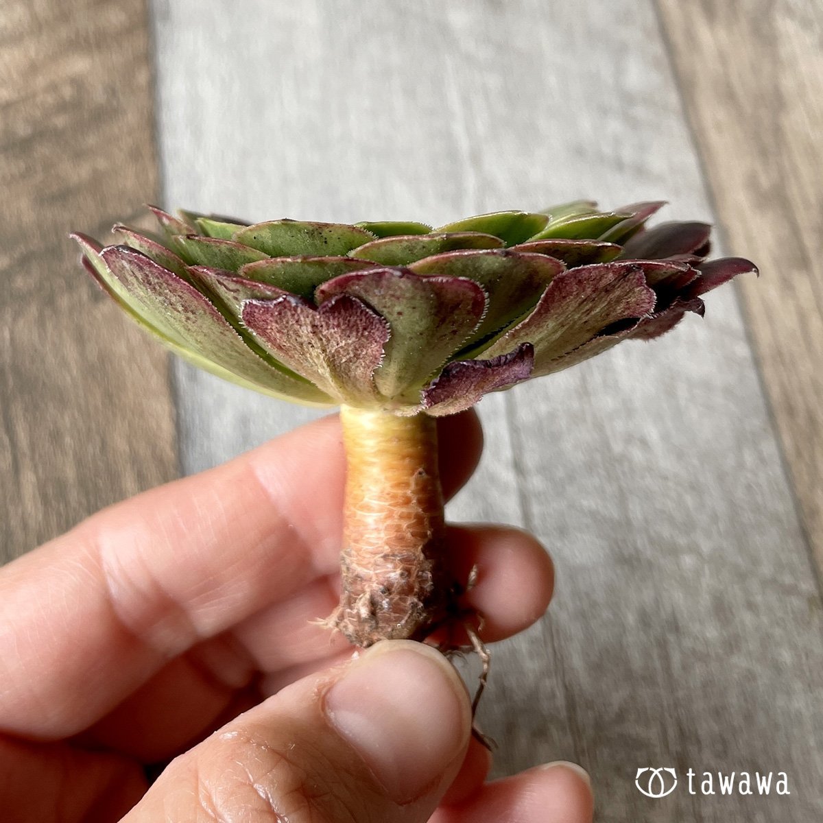 *新入荷* フェスティバル - 多肉植物の通販・販売サイト tawawa