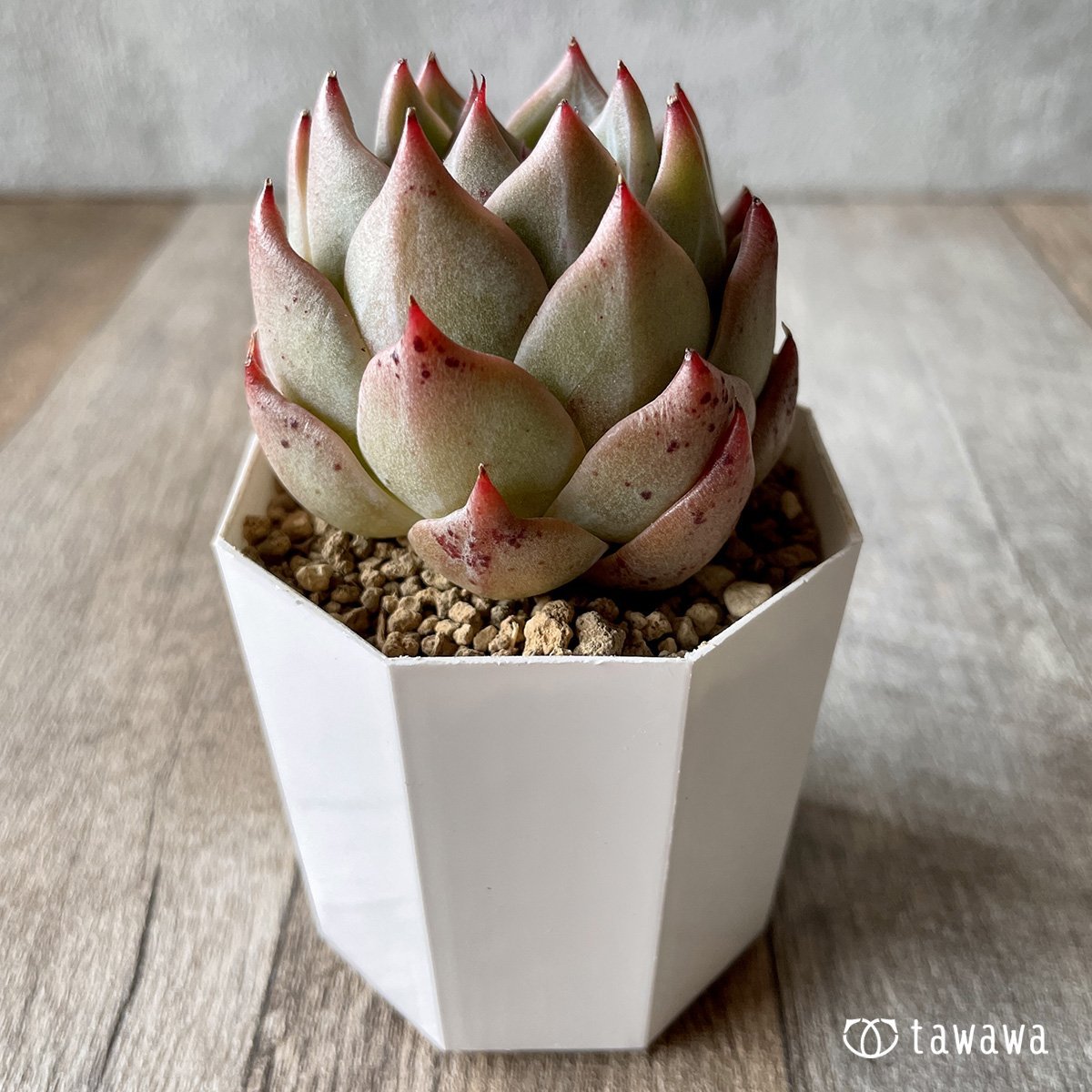 *新入荷* シャウラ - 多肉植物の通販・販売サイト tawawa