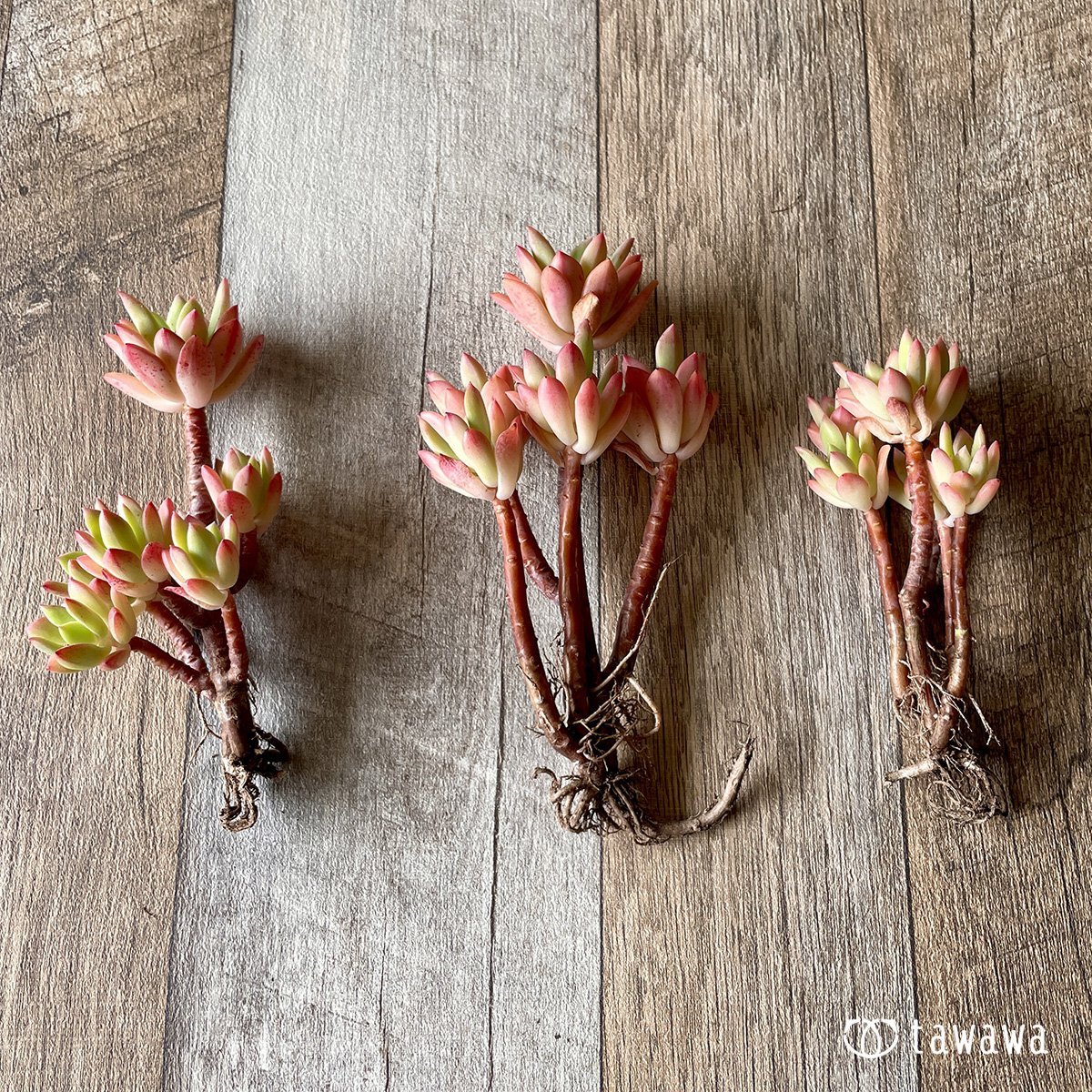 *新入荷* ミニベル群生 - 多肉植物の通販・販売サイト tawawa