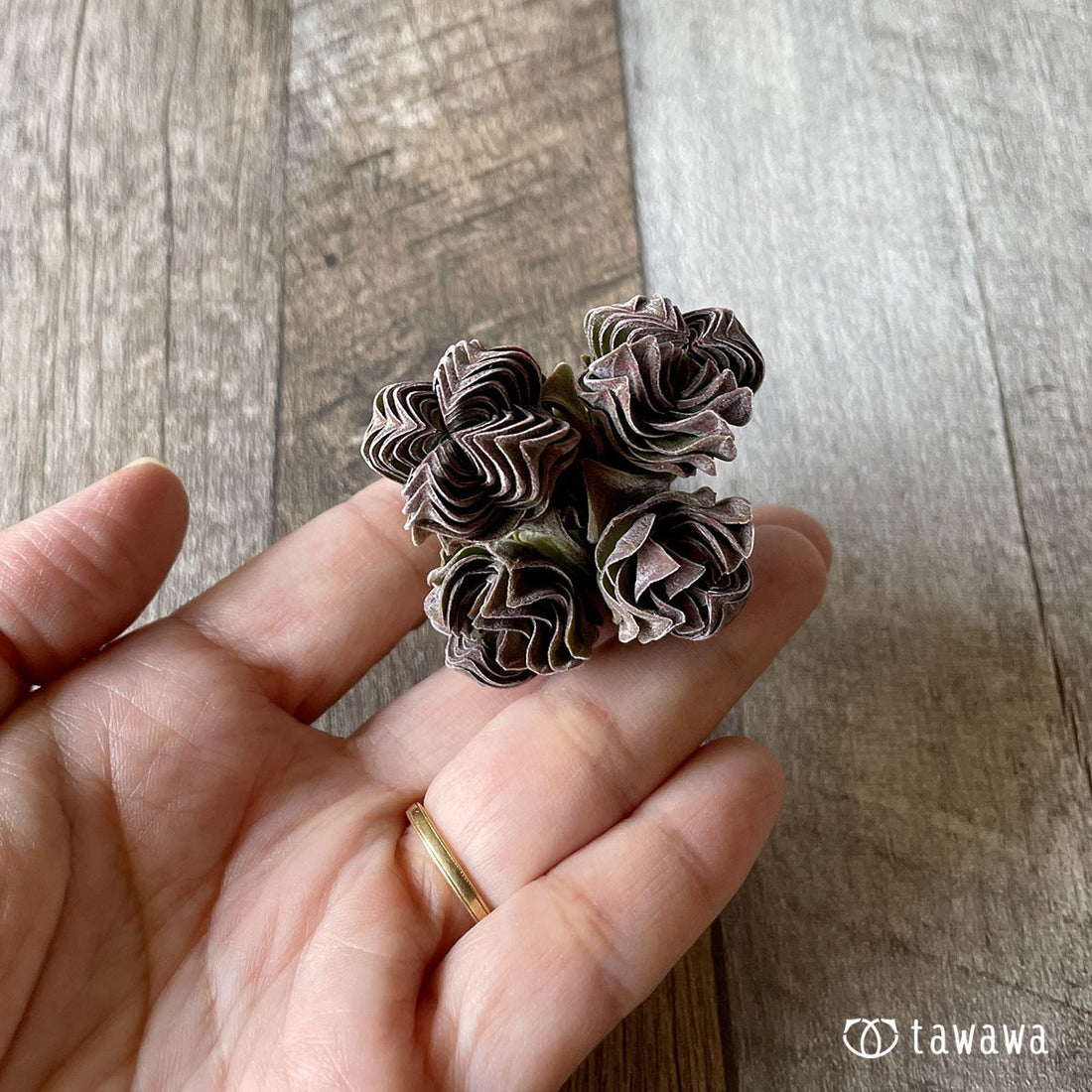 *新入荷* ブッダテンプル - 多肉植物の通販・販売サイト tawawa