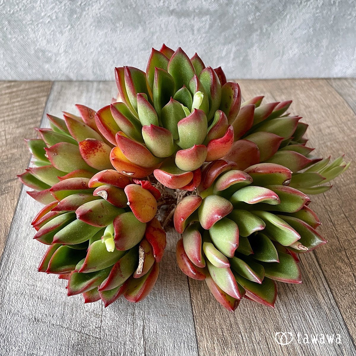 *新入荷* ロンエバンス - 多肉植物の通販・販売サイト tawawa