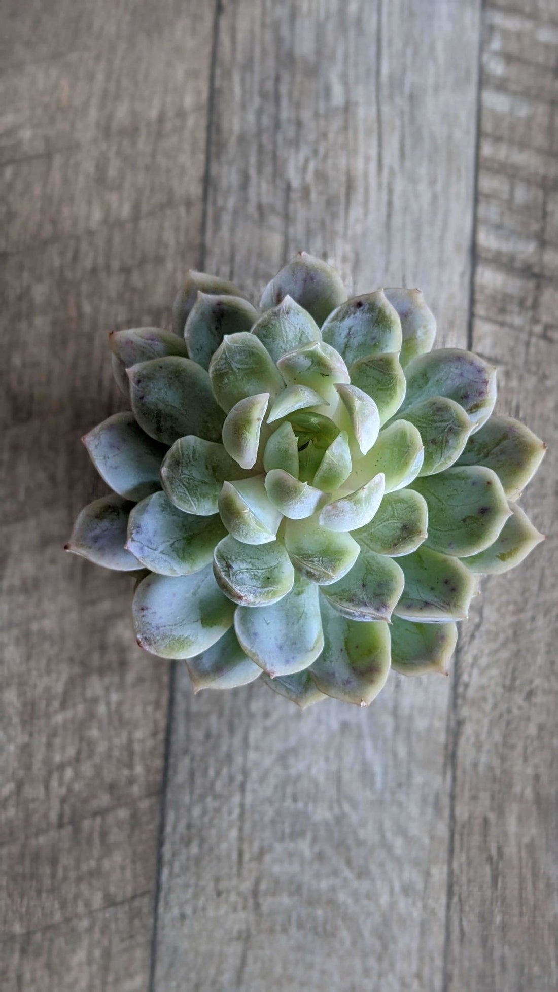 メキシコスノーボール大苗 - 多肉植物の通販 taniku