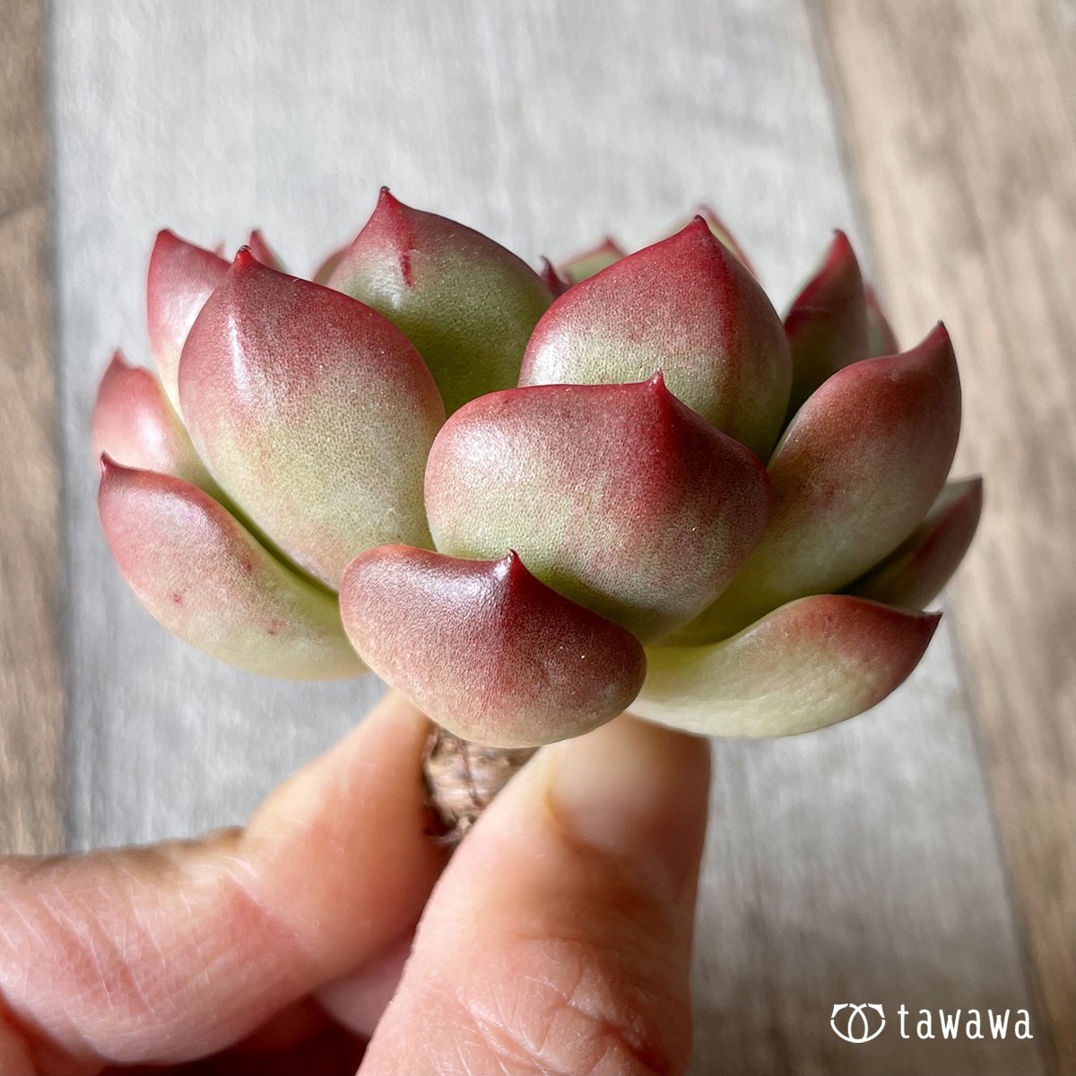 *新入荷* ヒーリング - 多肉植物の通販・販売サイト tawawa