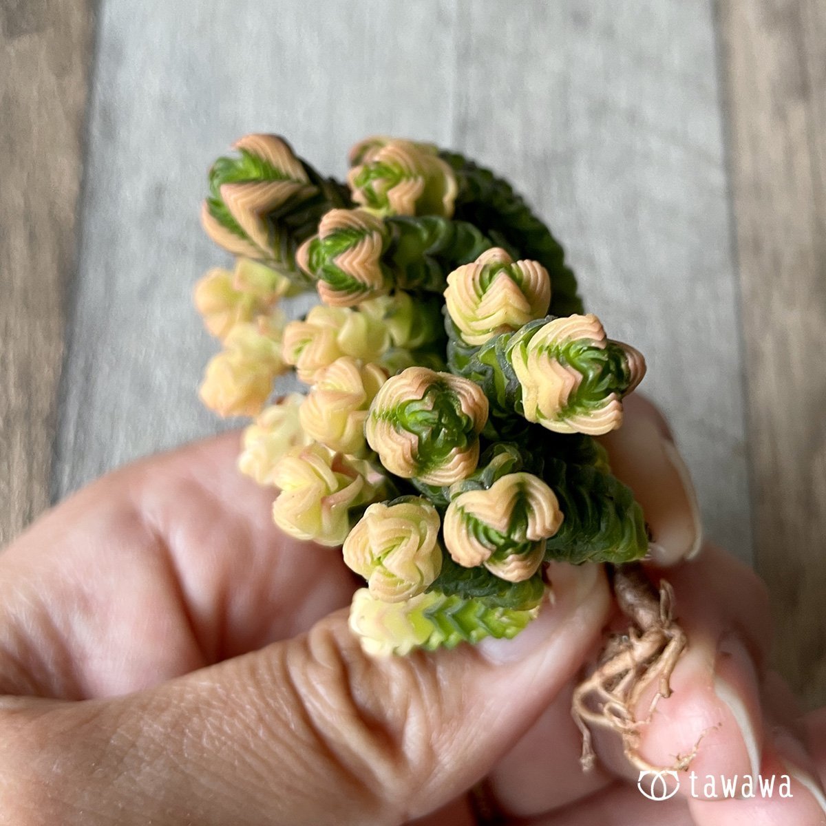 *新入荷* ミニブッダテンプル - 多肉植物の通販・販売サイト tawawa