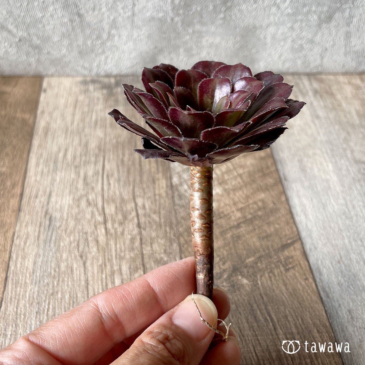 *新入荷* マリッド錦 - 多肉植物の通販・販売サイト tawawa