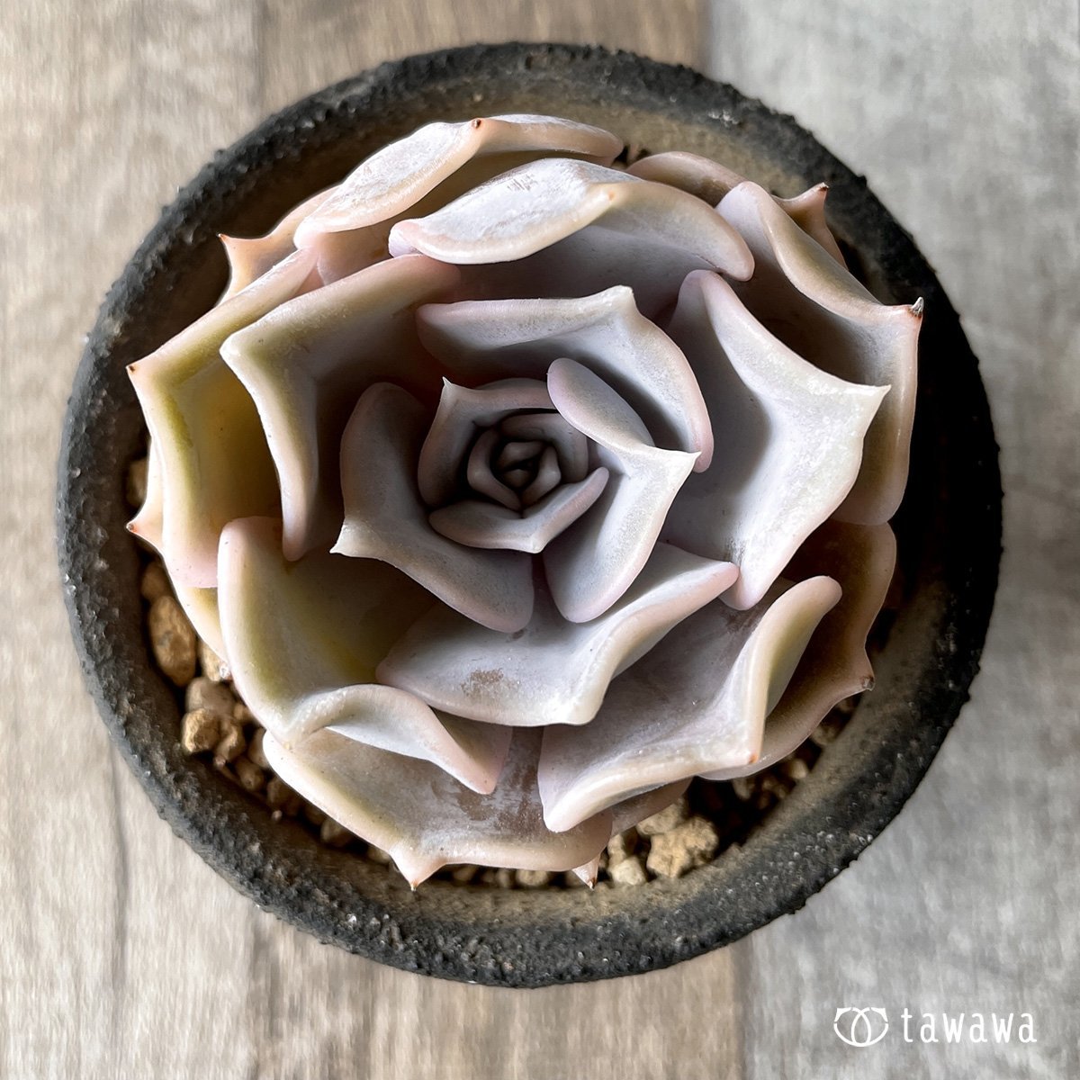 *新入荷* リラシナ  - 多肉植物の通販・販売サイト tawawa