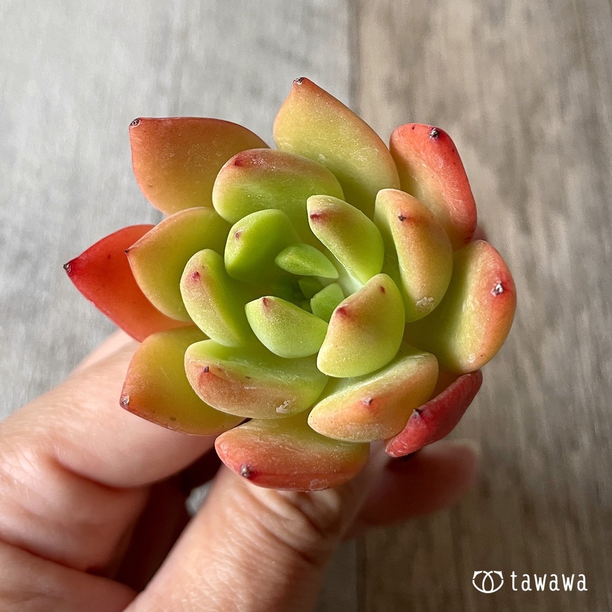 *新入荷* ネルパ  - 多肉植物の通販・販売サイト tawawa